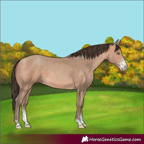 Horse Color:Amber Champagne Sabino 