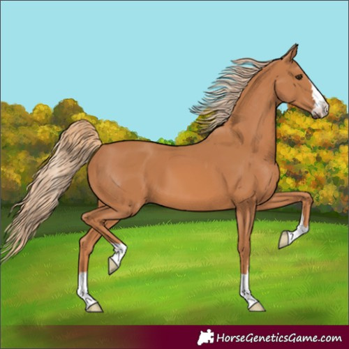 Horse Color:Chestnut 