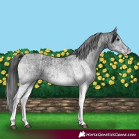 Horse Color:White Spotted Blue Roan Rabicano  and White Spotted Blue Roan Rabicano 