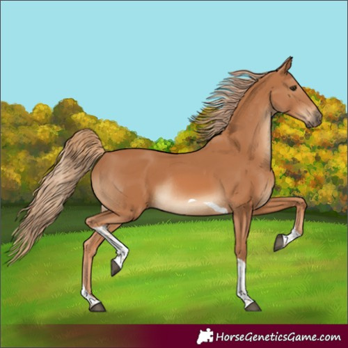Horse Color:Chestnut Tobiano Rabicano 