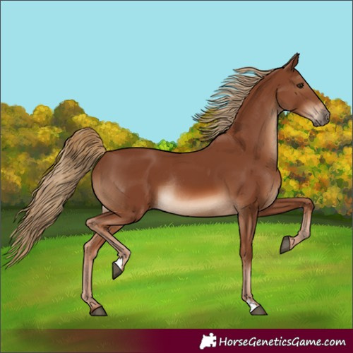 Horse Color:Chestnut Rabicano 