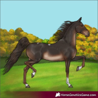 Horse Color:Liver Chestnut Tobiano Rabicano 