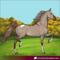 Horse Color:Liver Red Dun Tobiano Rabicano