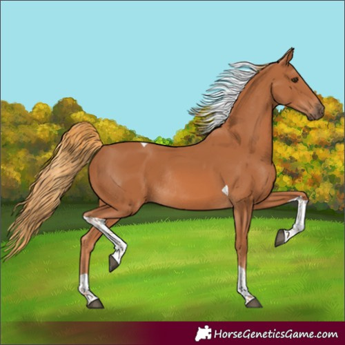 Horse Color:Chestnut Tobiano Rabicano 