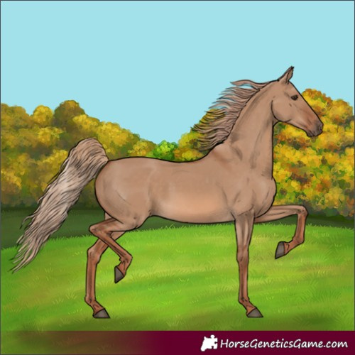 Horse Color:Red Dun Rabicano 