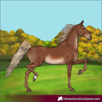 Horse Color:Chestnut Rabicano 