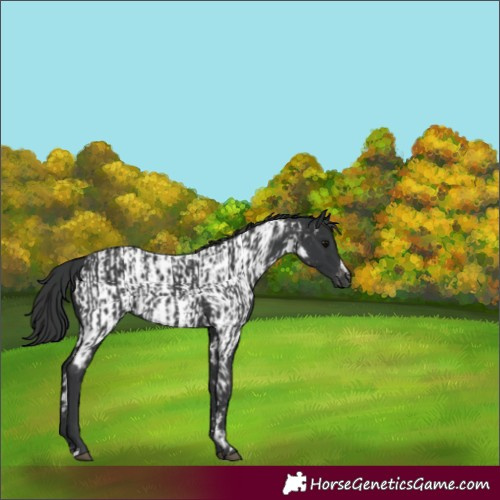 Horse Color:Black  and Black Appaloosa 