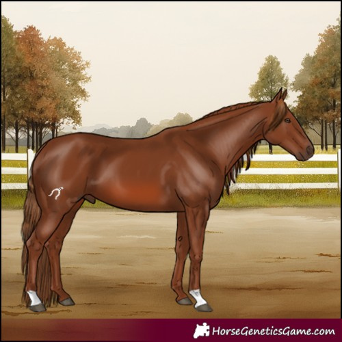 Horse Color:Chestnut 