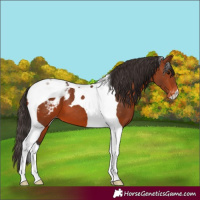 Horse Color:Bay Tobiano Appaloosa