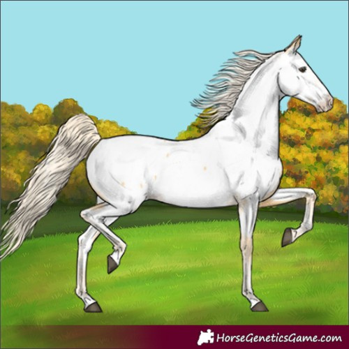 Horse Color:Palomino Near Fewspot 