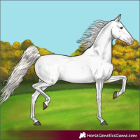 Horse Color:Palomino Near Fewspot 