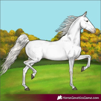 Horse Color:Palomino Tobiano Near Fewspot 
