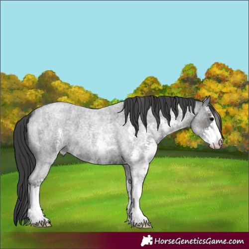Horse Color:Blue Roan Sabino 