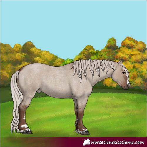Horse Color:Silver Grullo Roan 