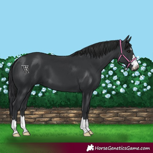Horse Color:Black 