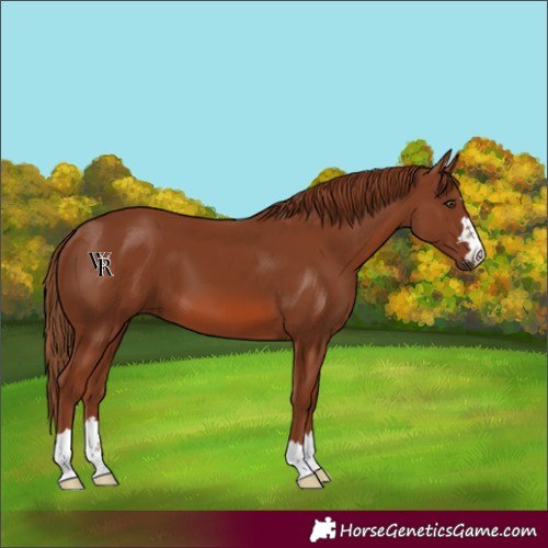 Horse Color:Chestnut 