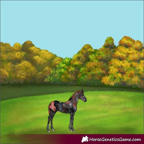 Horse Color:ERROR: UNKNOWN ANOMALY