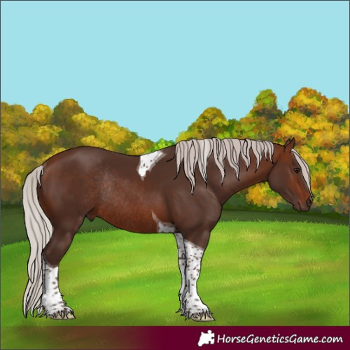 Horse Color:Silver Brown Tobiano Rabicano 