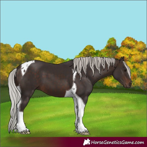 Horse Color:Silver Brown Tobiano 