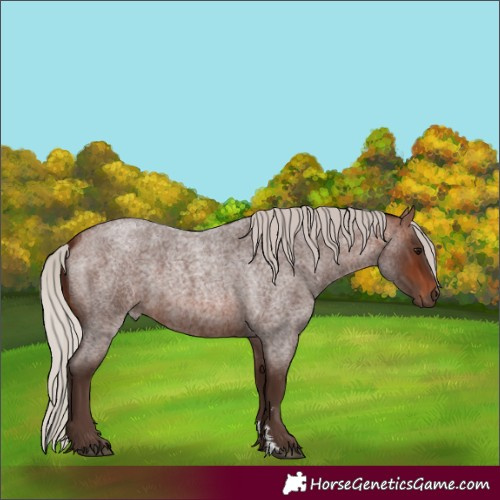 Horse Color:Silver Brown Roan 