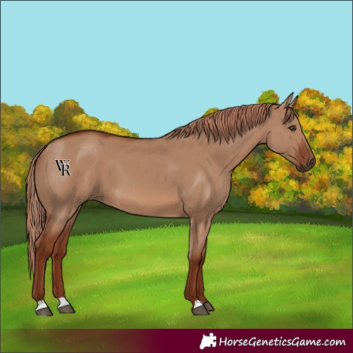 Horse Color:Red Dun 