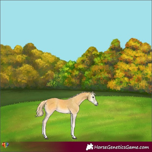 Horse Color:Watercolor Palomino Onyx 