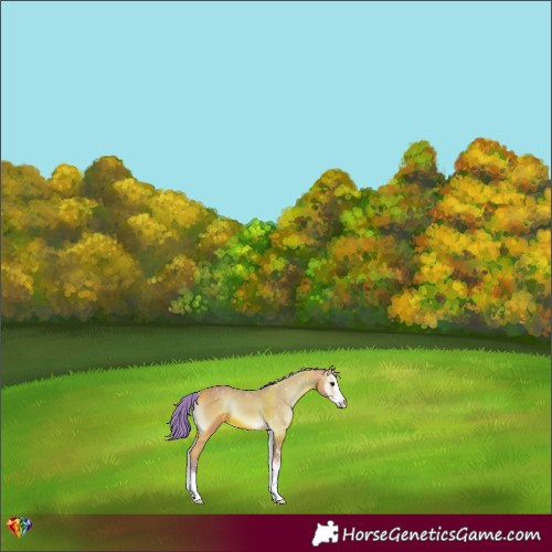 Horse Color:Watercolor Bay Onyx Sabino 