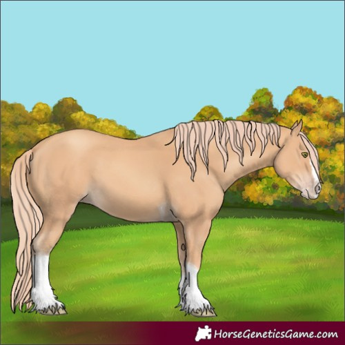 Horse Color:Gold Champagne Splash Tobiano