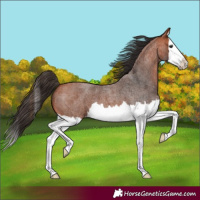 Horse Color:Bay Roan Splash 