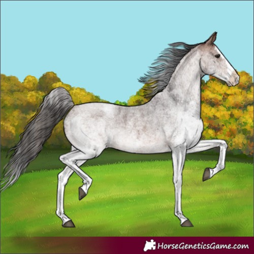 Horse Color:White Spotted Brown Roan Splash 
