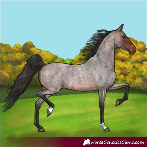 Horse Color:Brown Roan 