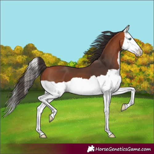 Horse Color:Bay Splash 