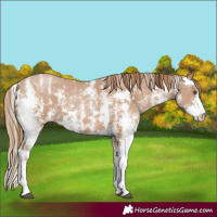 Horse Color:Black Pearl Sabino 