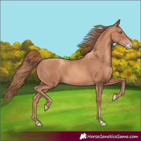 Horse Color:Gold Champagne Frame 
