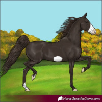 Horse Color:Liver Chestnut Frame 