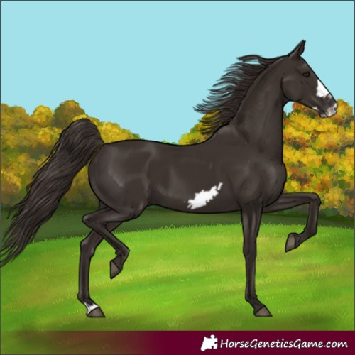 Horse Color:Liver Chestnut Frame 
