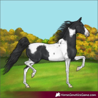 Horse Color:Black Tobiano Frame