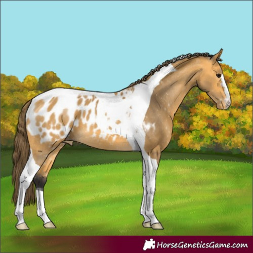 Horse Color:Buckskin Tobiano Appaloosa 