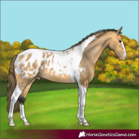 Horse Color:Buckskin Tobiano Blanket 