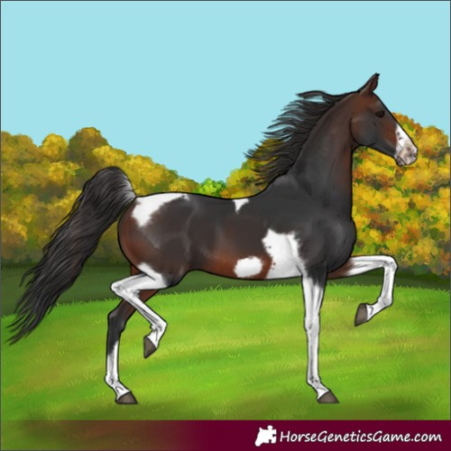Horse Color:Brown Tobiano Frame 