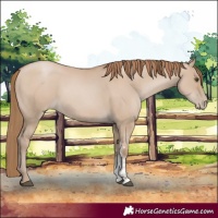 Horse Color:Grullo Pearl Sabino 