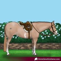 Horse Color:Black Pearl Sabino 