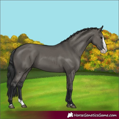 Horse Color:Grullo Splash 