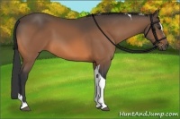 Horse Color:Buckskin Sabino Tobiano 