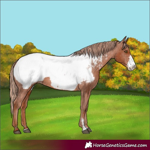 Horse Color:Chestnut Sabino Appaloosa 