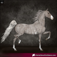 Horse Color:Silver Blue Roan Sabino 