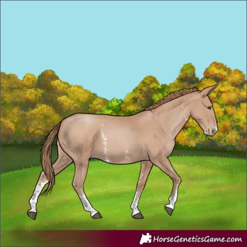 Horse Color:Black Pearl Sabino