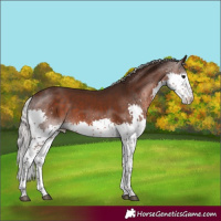 Horse Color:Silver Brown Splash Tobiano 