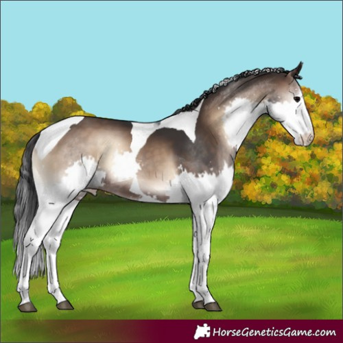 Horse Color:Brown Onyx Splash Tobiano 