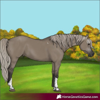Horse Color:Gray Silver Grullo Tobiano